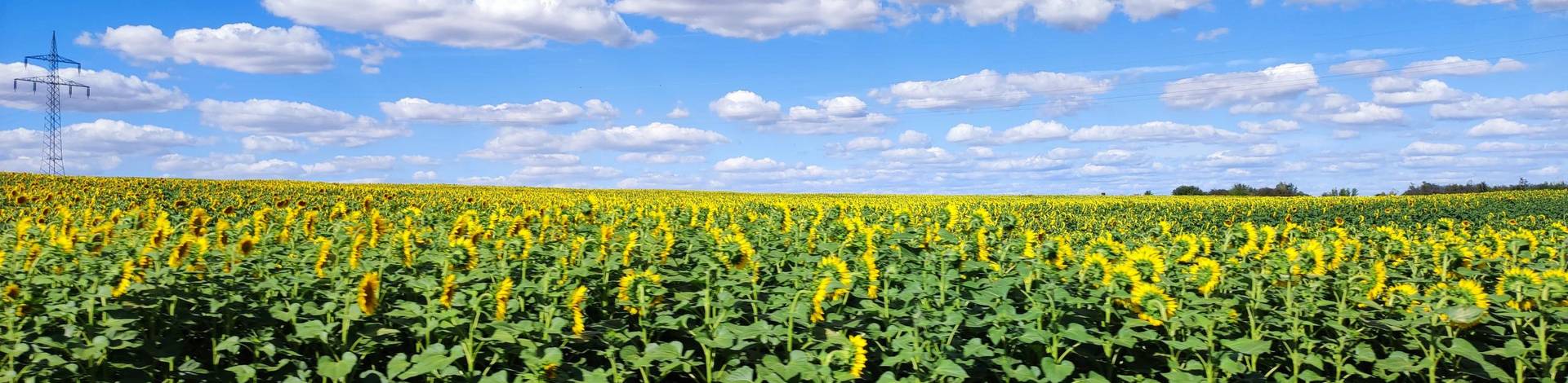 Sonnenblumen bei Bennstedt