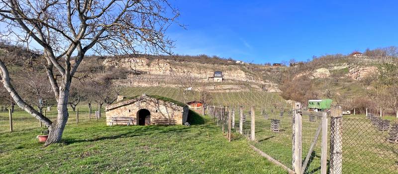 Weinberg in Höhnstedt &copy; Steffen Wendt